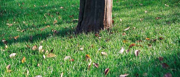 Lawn Care Services in South Metro MN